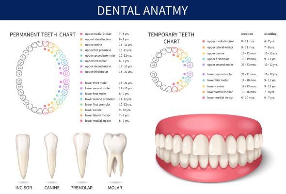 position des dents